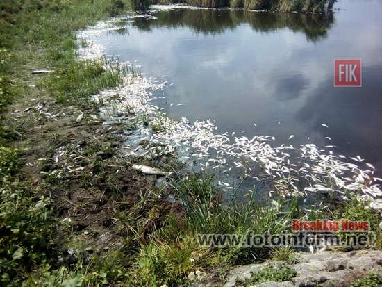 На Кіровоградщині у річці Березівка спостерігається задуха риби (ФОТО)