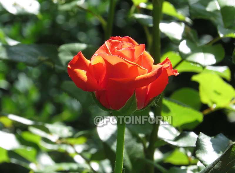 Кіровоградщина: на хуторі Надія цвіте розарій