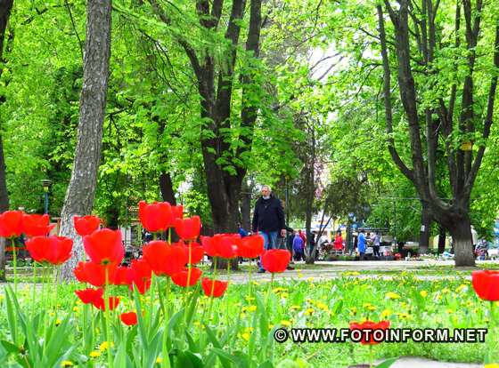 У Кропивницькому розквітли тюльпани, фото Ігоря філіпенка, 
