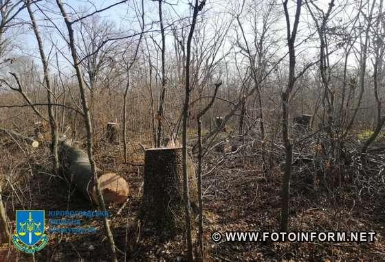 На Кіровоградщині знищили особливо цінні породи дерев