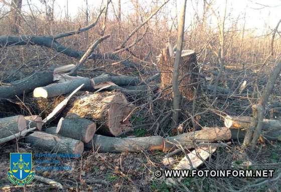 На Кіровоградщині знищили особливо цінні породи дерев