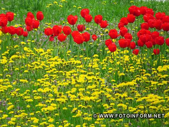 У Кропивницькому розквітли тюльпани, фото Ігоря філіпенка,
