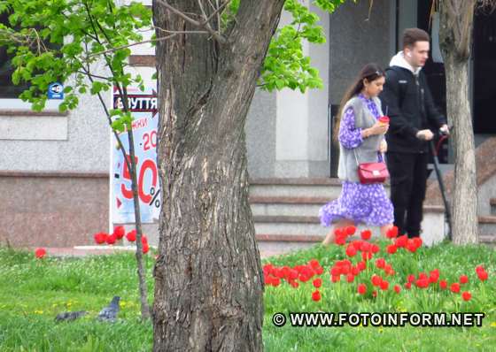 У Кропивницькому розквітли тюльпани, фото Ігоря філіпенка, 