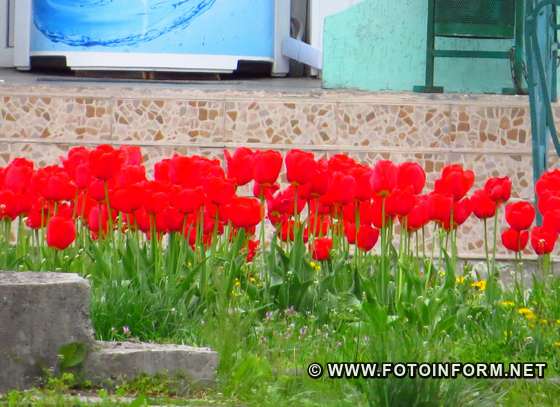 У Кропивницькому розквітли тюльпани, фото Ігоря філіпенка,