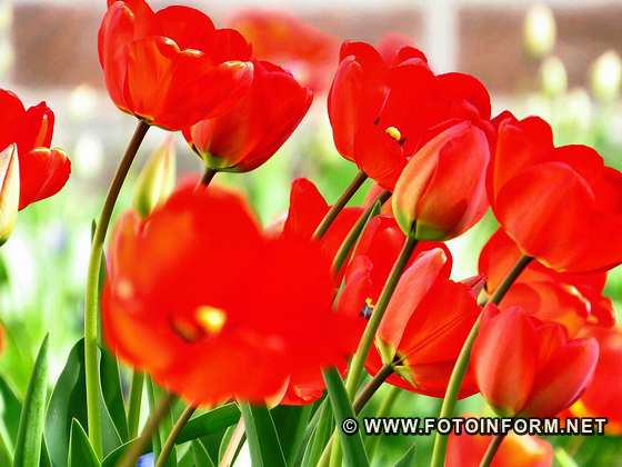 Кропивницький, масово квітнути тюльпани, фоторепортаж, фото Ігоря Філіпенка