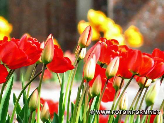 Кропивницький, масово квітнути тюльпани, фоторепортаж, фото Ігоря Філіпенка