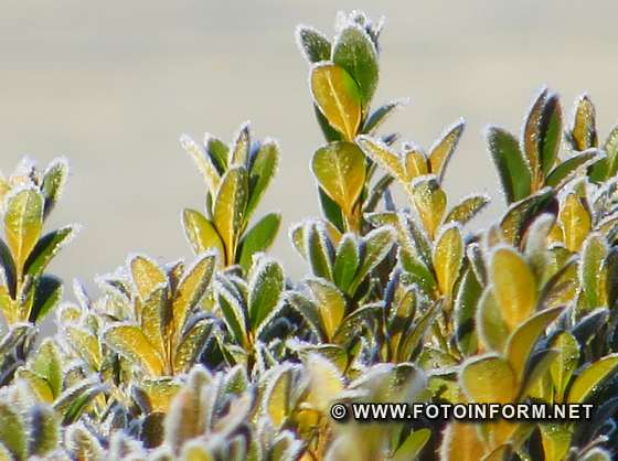 Як сьогодні мороз гарно прикрасив Кропивницький , фото ігоря філіпенка