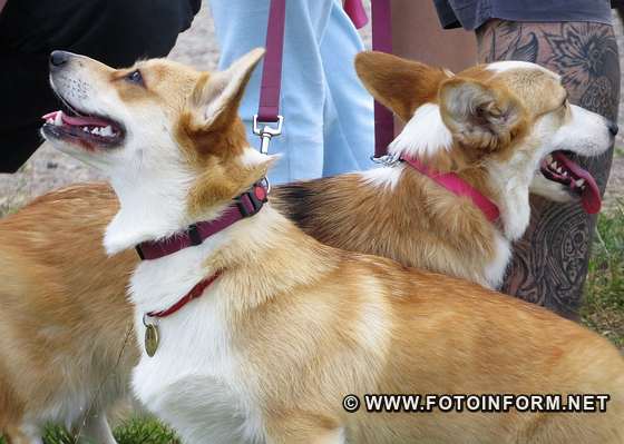 У Кропивницькому відбулася виставка собак