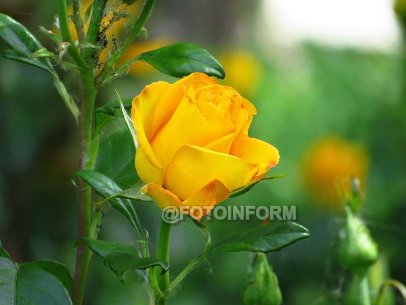 Кіровоградщина: на хуторі Надія цвіте розарій