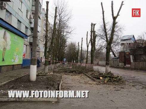 Кировоградцы возмущены издевательством над деревьями (ФОТО)