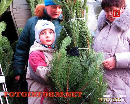 Кировоград: стартовала ярмарка праздничных елок, в какую цену и где купить елки и сосны