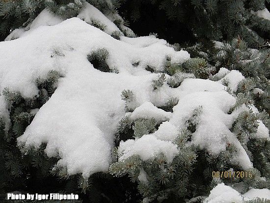Кировоград: зимняя сказка в городе, фото зимнего кировограда. фото игоря Филипенко