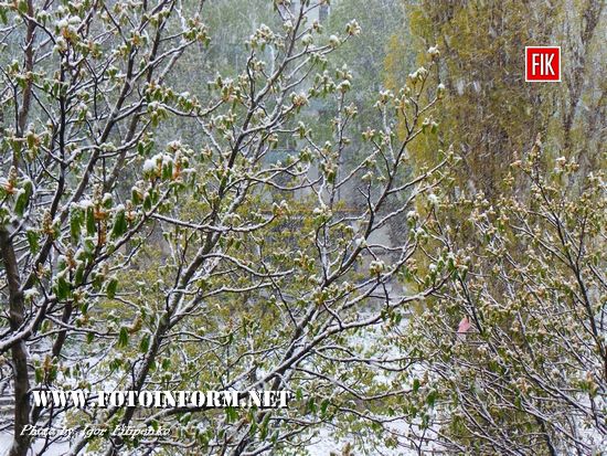У Кропивницькому сніг накрив розквітлі дерева