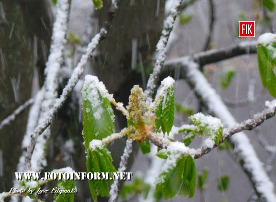 У Кропивницькому сніг накрив розквітлі дерева
