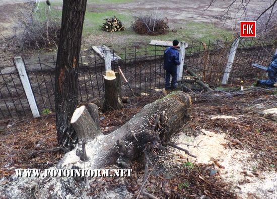 Сьогодні, 4 грудня, у центрі Кропивницького по вул. Велика Пермська було знищено біля десяти дерев.
