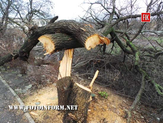 Сьогодні, 4 грудня, у центрі Кропивницького по вул. Велика Пермська було знищено біля десяти дерев.
