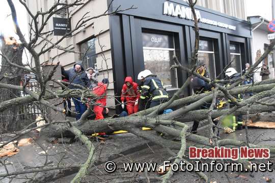 У Кропивницькому через сильний вітер упало дерево та травмувало жінку 