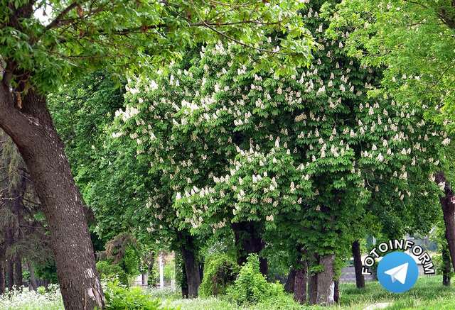 У Кропивницькому гарно розквітли каштани (фоторепортаж) фото игоря филипенко