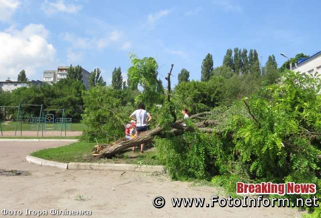 У Кропивницькому на території школи впало дерево (ФОТО)