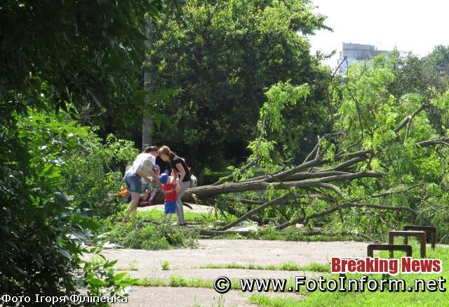 У Кропивницькому на території школи впало дерево (ФОТО)
