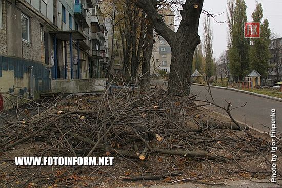 Многим жителям Кропивницкого не нравиться, что деревья в городе обрезают практически до стволов.