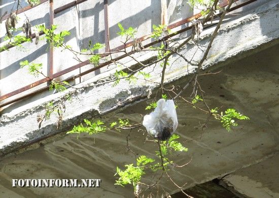Дожилися: у Кропивницькому сміття вже висить на деревах