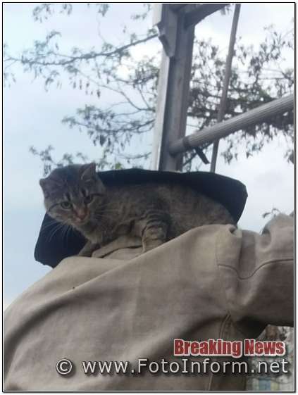  рятувальники зняли кота з високого дерева