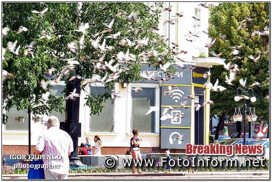 У Кропивницькому, містяни, полюбляють, годувати голубів, ФОТО, фотоинформ