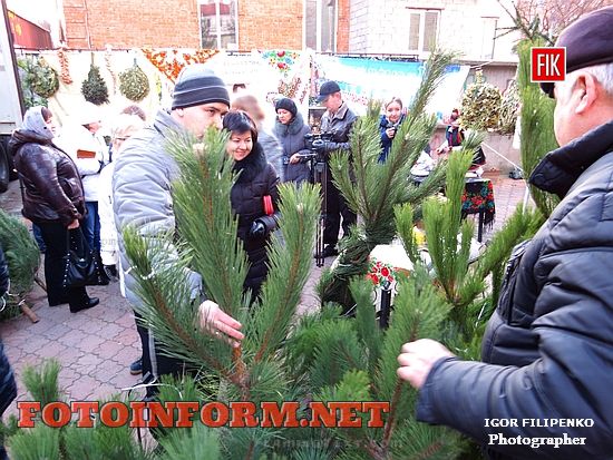 Кировоград: стартовала ярмарка праздничных елок, в какую цену и где купить елки и сосны