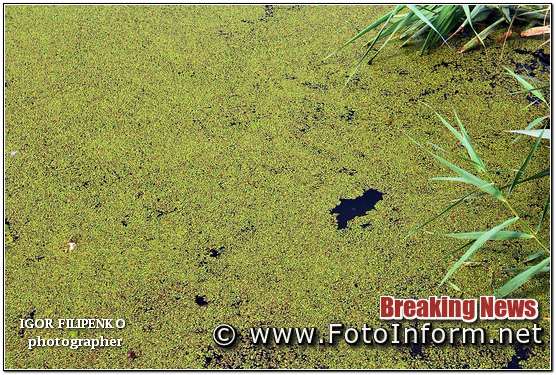 Кропивницькому Інгул зелений, та смердючий, фото филипенко