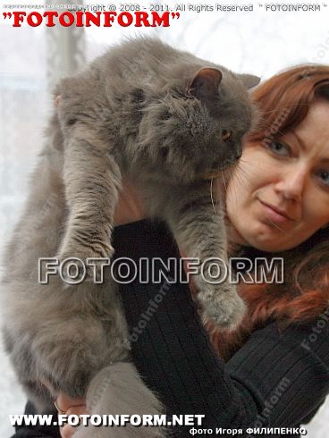 Кошки – очарование мое (ФОТОРЕПОРТАЖ) Игоря Филипенко