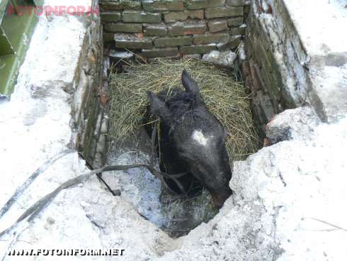 Кіровоград: рятувальники визволили з ями жеребця (фото)