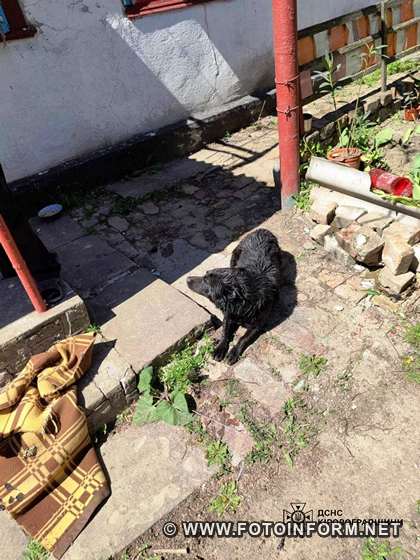 На Кіровоградщині врятували собаку, яка впала у криницю (ФОТО)