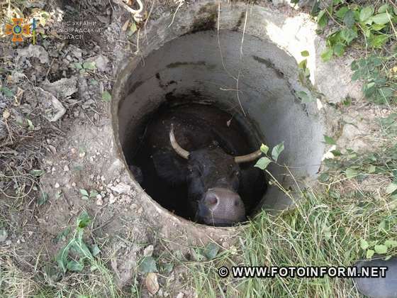 На Кіровоградщині в каналізаційну яму впала корова (ФОТО)