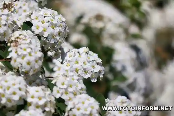 У Кропивницькому цвіте біла спірея 