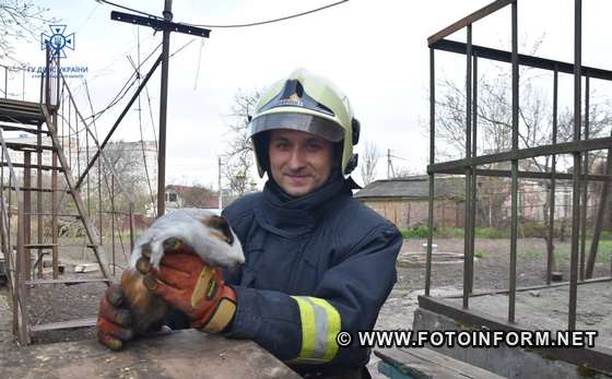 Пожежа у будинку: у Кропивницькому врятували морську свинку