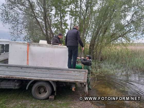В Олександрійському районі на Світлопільському водосховищі випустили по тонні товстолоба та коропа і 200 кг амура. 