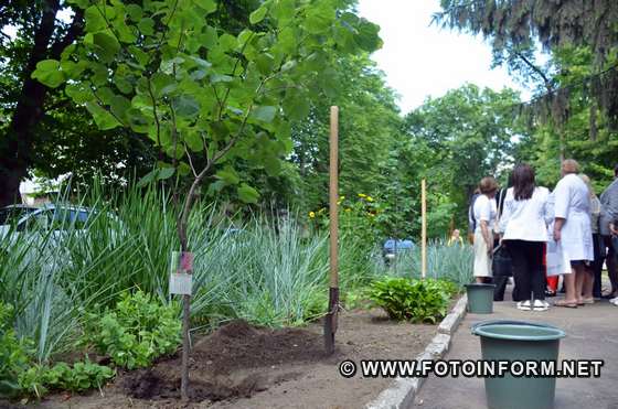 У Кропивницькому висадили дерева у пам'ять про медикиню Наталію Яцун