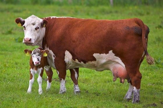 Профилактика кетоза у коров
