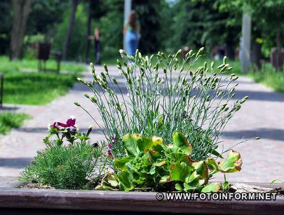 Літо у Кропивницькому: Фоторепортаж вихідного дня, фото ігоря філіпенка,