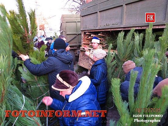 Кировоград: стартовала ярмарка праздничных елок, в какую цену и где купить елки и сосны
