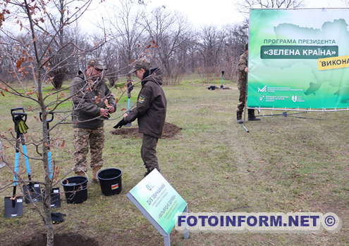 У Кропивницькому висадили символічне дерево (ФОТО)