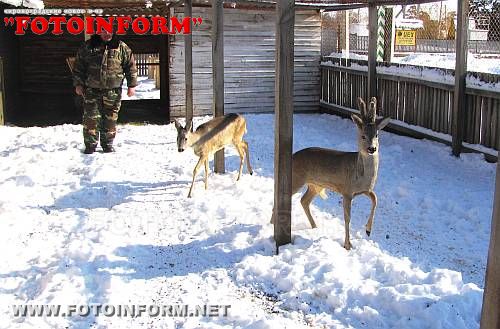 У мисливських угіддях тварини не голодують