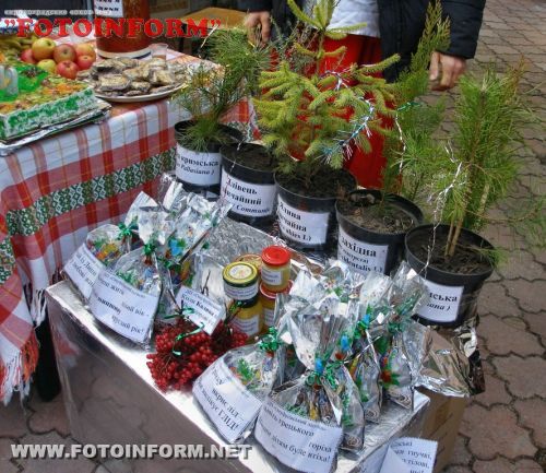 Цього року лісівники Кіровоградщини реалізували новорічних ялинок майже на 1,7 млн. гривень (ФОТО)
