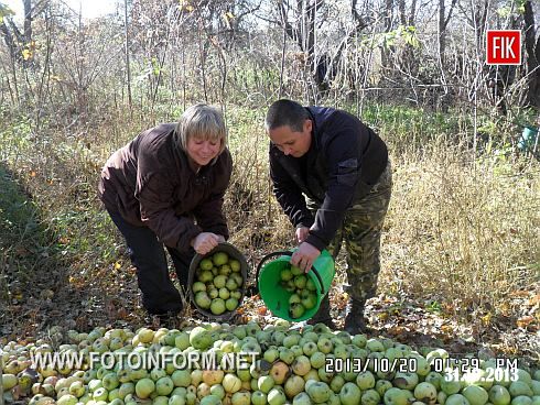 Кіровоградщина: яблуневий сад порадував своєю врожайністю (ФОТО)