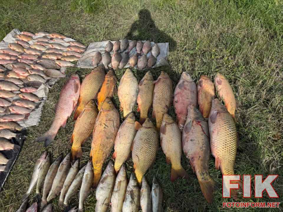 Вилучений незаконний улов судака, карася та коропа, розкладений на березі річки поруч із конфіскованими сітками під час рейду Кіровоградрибпатруля