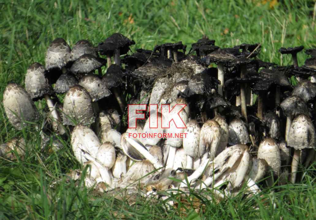 Зафіксовані гнойовики білі (Coprinus comatus)., фото Ігоря Філіпенка