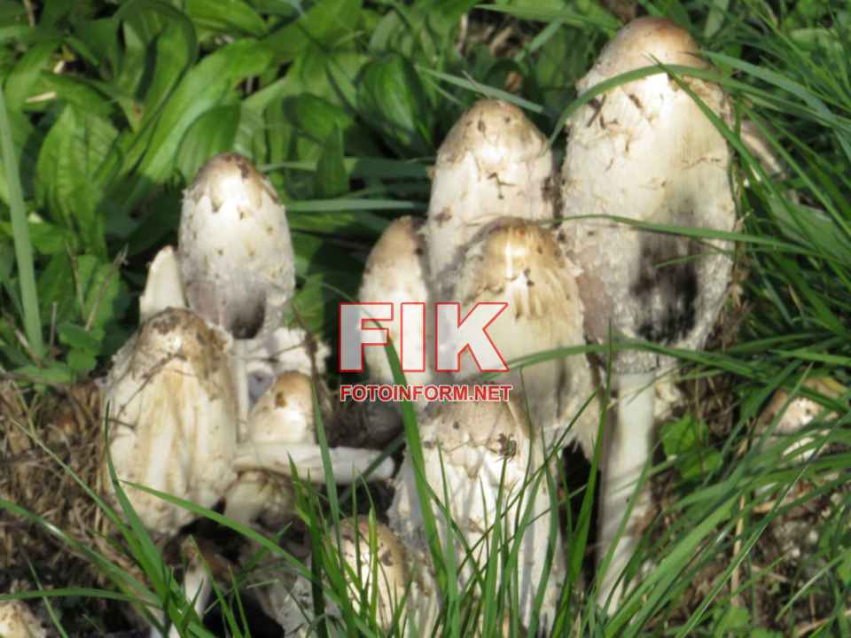 Зафіксовані гнойовики білі (Coprinus comatus)., фото Ігоря Філіпенка