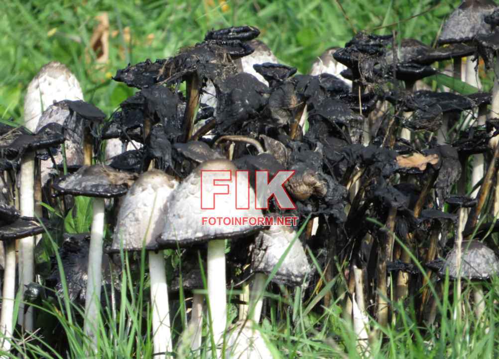 Зафіксовані гнойовики білі (Coprinus comatus)., фото Ігоря Філіпенка