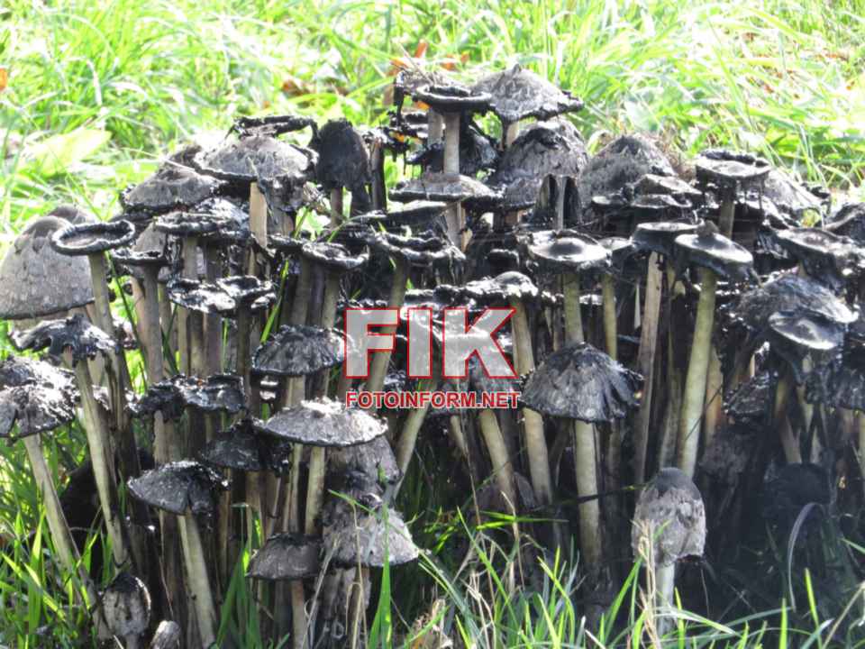 Зафіксовані гнойовики білі (Coprinus comatus)., фото Ігоря Філіпенка